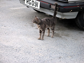 Image showing Focused Cat