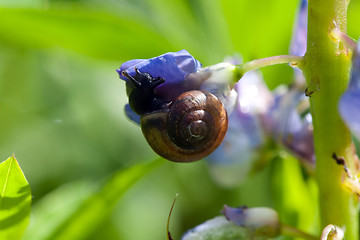 Image showing snail on lupine flower closeup