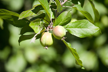 Image showing two small apples in the garden