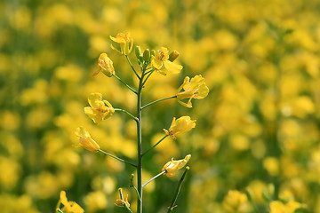 Image showing Rapeseed (Brassica rapa) Plant on a Field