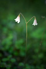 Image showing Linnaea borealis (Twinflower)