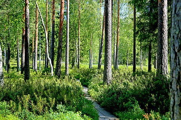 Image showing Path through Green Forest at Summer