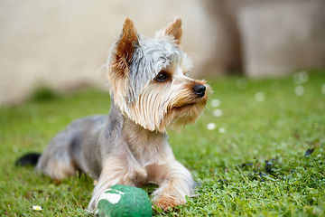 Image showing Cute small yorkshire terrier