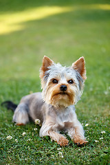 Image showing Cute small yorkshire terrier