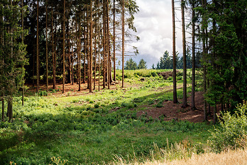 Image showing rural scene with forest