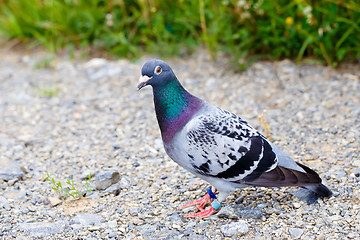 Image showing Gray Dove on a ground(Pigeon) 