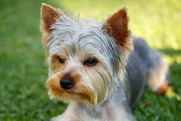 Image showing Cute small yorkshire terrier