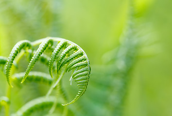 Image showing Fern leaf with shallow focus