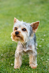 Image showing Cute small yorkshire terrier