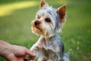 Image showing Cute small yorkshire terrier