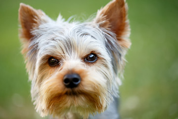 Image showing Cute small yorkshire terrier