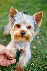 Image showing Cute small yorkshire terrier