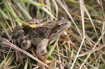 Image showing Threatened Spadefoot toad