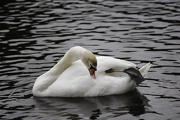 Image showing Mute Swan