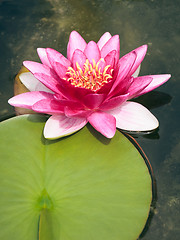 Image showing pink Nymphaea