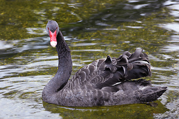 Image showing Black Swan