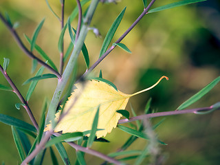 Image showing foliage in plant