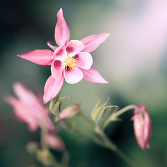 Image showing pink Aquilegia