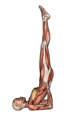 Image showing Female Anatomy Figure