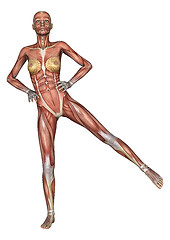 Image showing Female Anatomy Figure