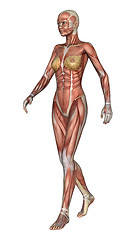 Image showing Female Anatomy Figure