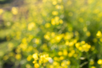 Image showing flowers background with natural bokeh