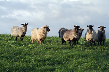 Image showing Sheeps