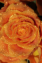 Image showing Rose