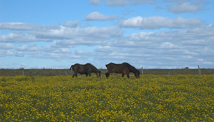 Image showing Icelandic horses