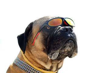 Image showing Portrait of the bulldog in sunglasses. Isolated.