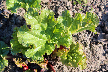 Image showing Young sprouts of a rhubarb in the spring