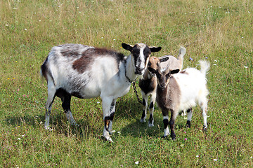 Image showing Goat and kids on a pasture