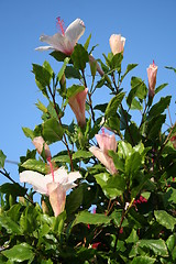 Image showing Hibiscus