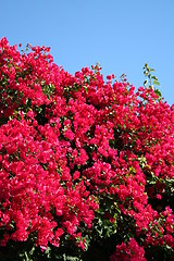 Image showing Bougainvillea