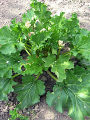 Image showing Bush of rhubarb