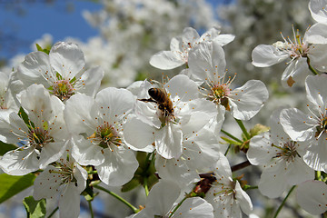 Image showing branch of blossoming cherry