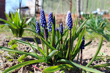 Image showing Some beautiful blue flowers of muscari