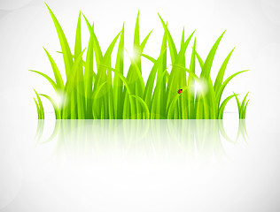 Image showing Green grass