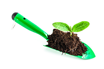 Image showing Young plant on gardening tool