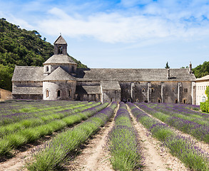 Image showing Lavander field