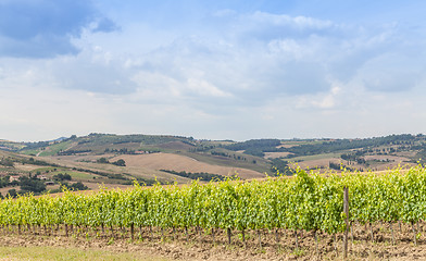 Image showing Tuscan wineyard