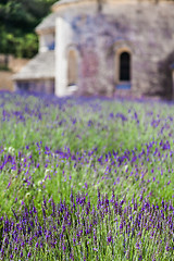 Image showing Lavander field