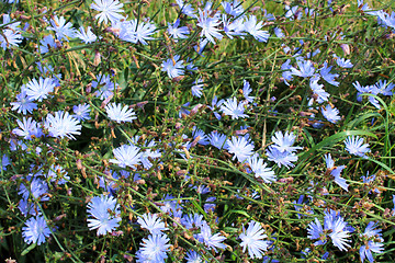 Image showing blue flower of Cichorium