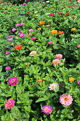 Image showing Bed from fine red zinnia