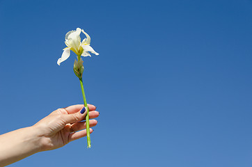 Image showing iris flower in woman hand on blue sky background 