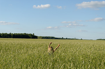 Image showing Farmer woman girl swing with cereal wheat plants 