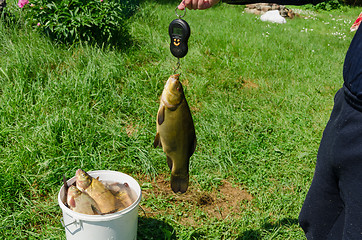 Image showing fisher weighs shiny big tench fish 