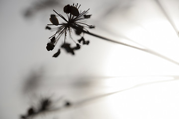 Image showing Flowers and Sun