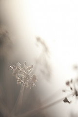 Image showing Flowers and Sun