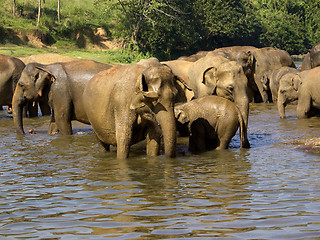 Image showing Elephant bathing at the orphanage